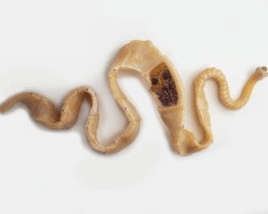 Tapeworm de porc